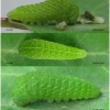 iph podalirius larva4 volg